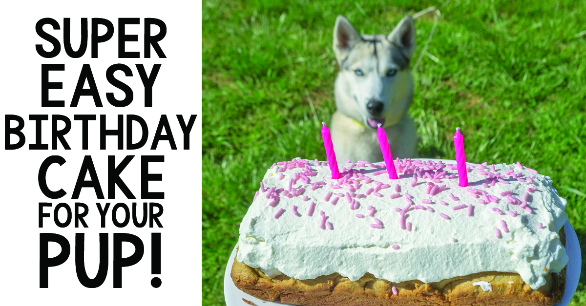 Is your pup celebrating a birthday soon? Grab this super easy puppy birthday cake recipe to treat your sweet dog!